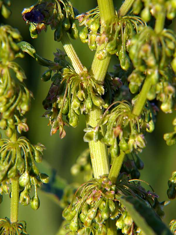 Image of Rumex crispus specimen.