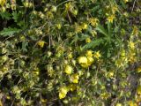 Potentilla patula