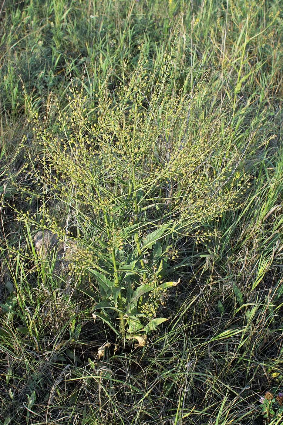 Image of Bunias orientalis specimen.