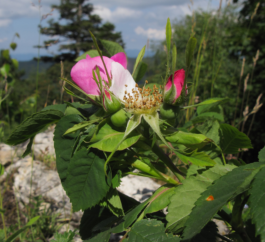 Image of genus Rosa specimen.