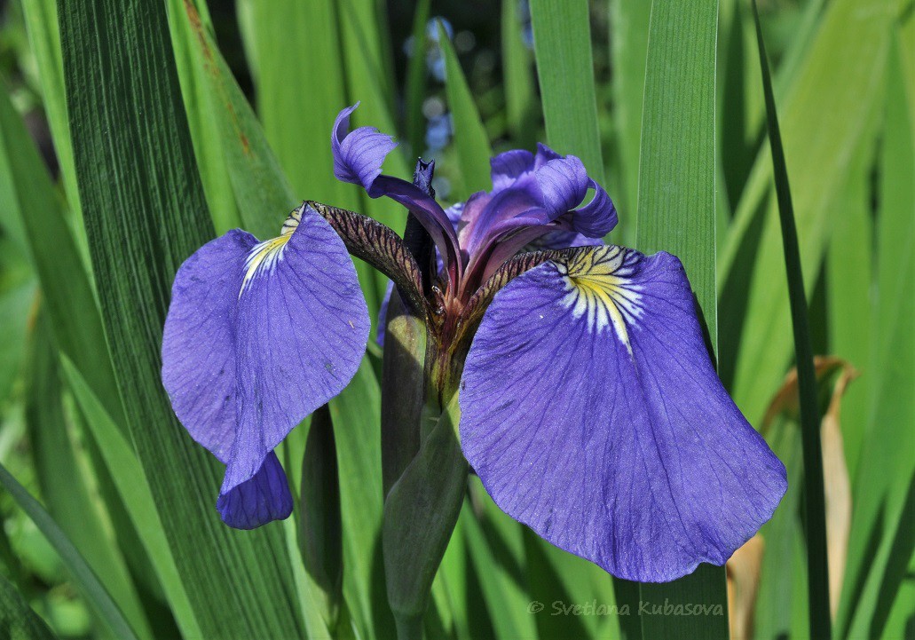 Image of Iris setosa specimen.