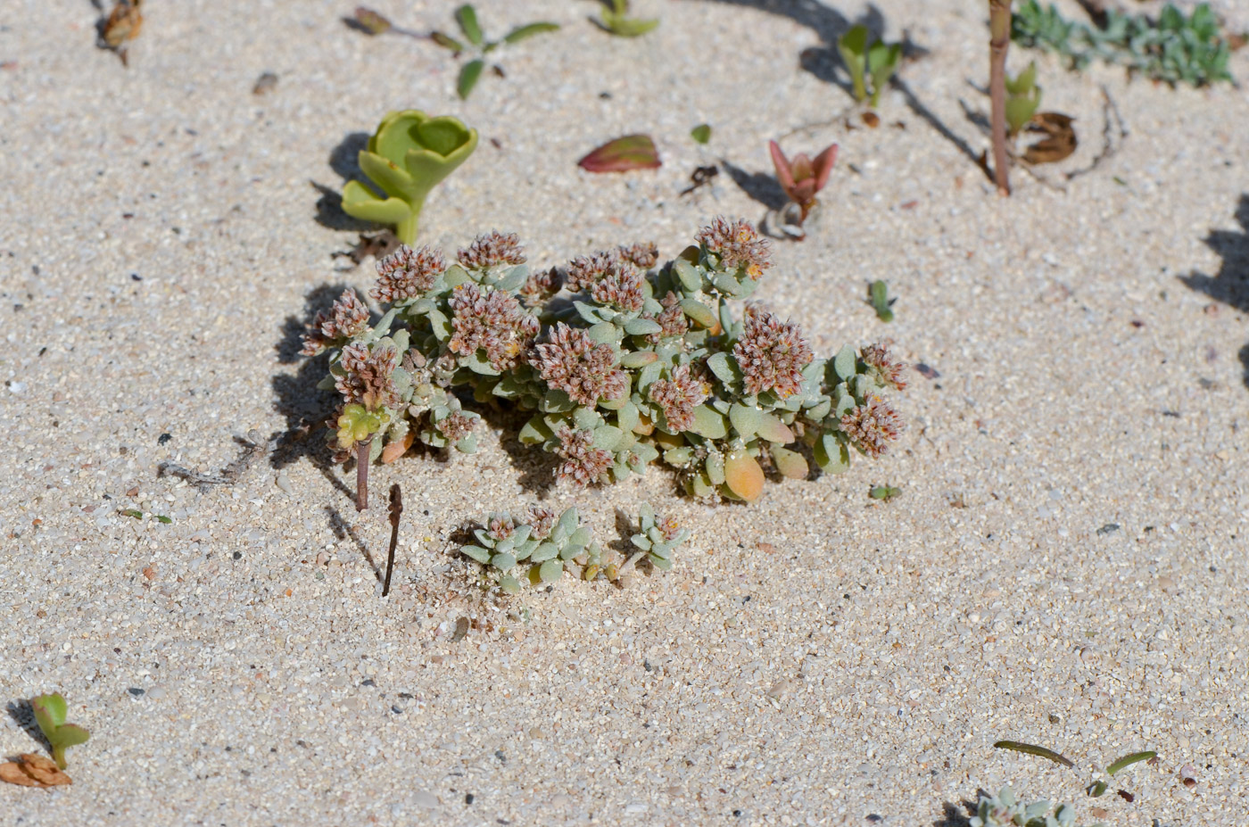 Image of Polycarpaea nivea specimen.