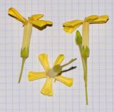 Hymenosporum flavum