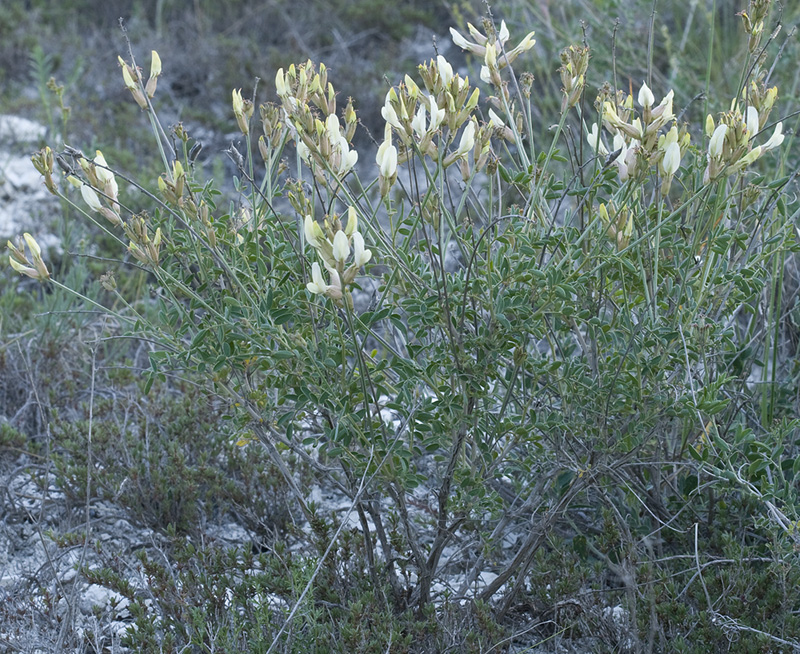 Image of Astragalus albicaulis specimen.