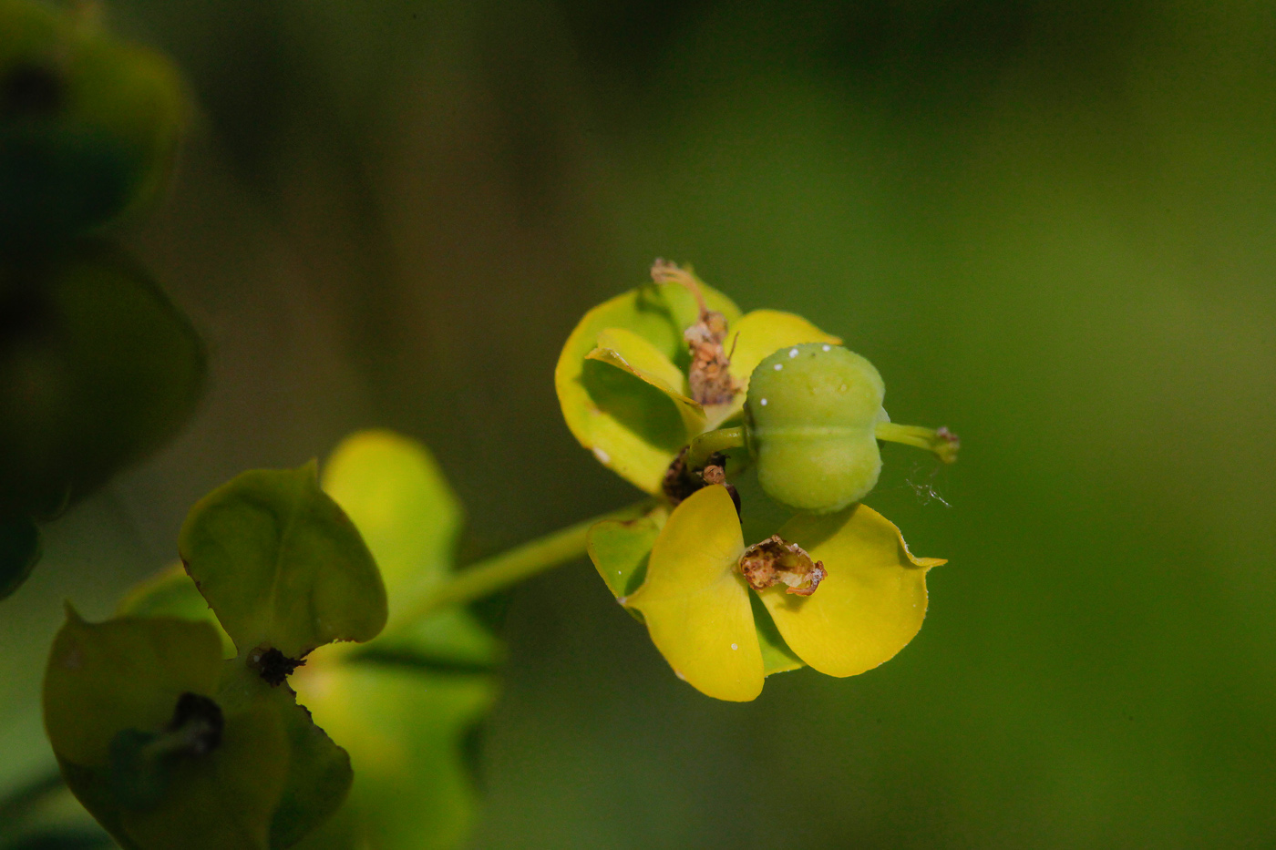 Image of Euphorbia virgata specimen.