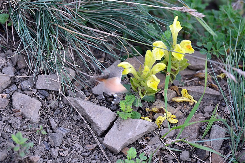 Image of genus Scutellaria specimen.