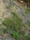 Aconitum kirinense. Цветущее растение. Приморье, окр. г. Находка, на каменной осыпи. 04.08.2016.