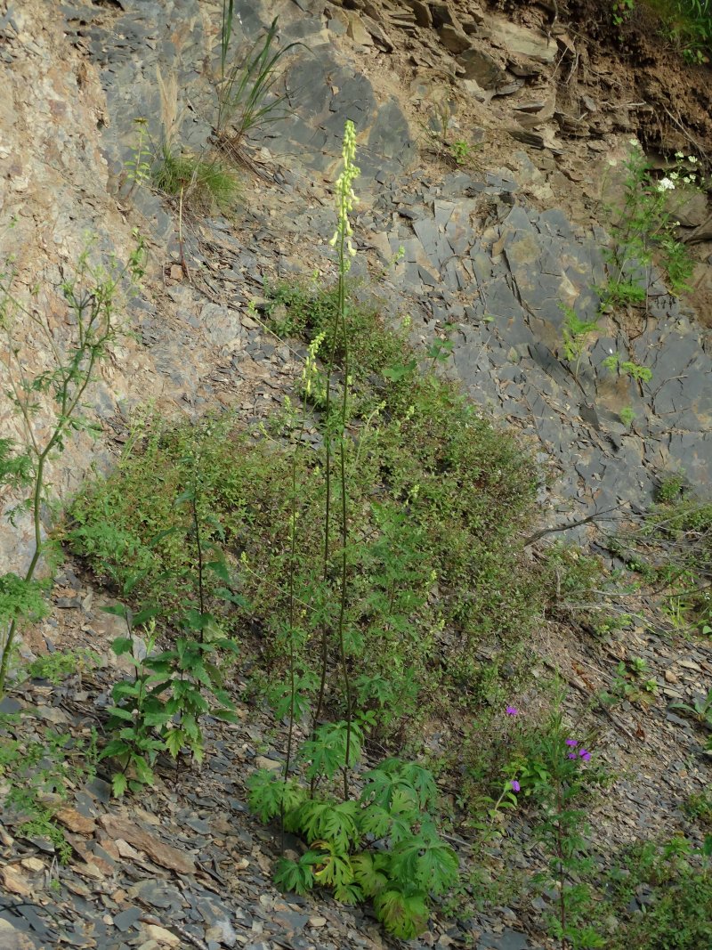 Image of Aconitum kirinense specimen.