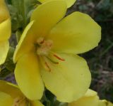 Verbascum phlomoides. Цветок (вид сбоку). Украина, Волынская обл., Ратновский р-н, северо-восточнее с. Залухов, левый берег Выжевского канала возле оз. Святое, сухой луг. 4 августа 2007 г.