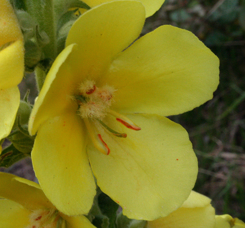 Изображение особи Verbascum phlomoides.