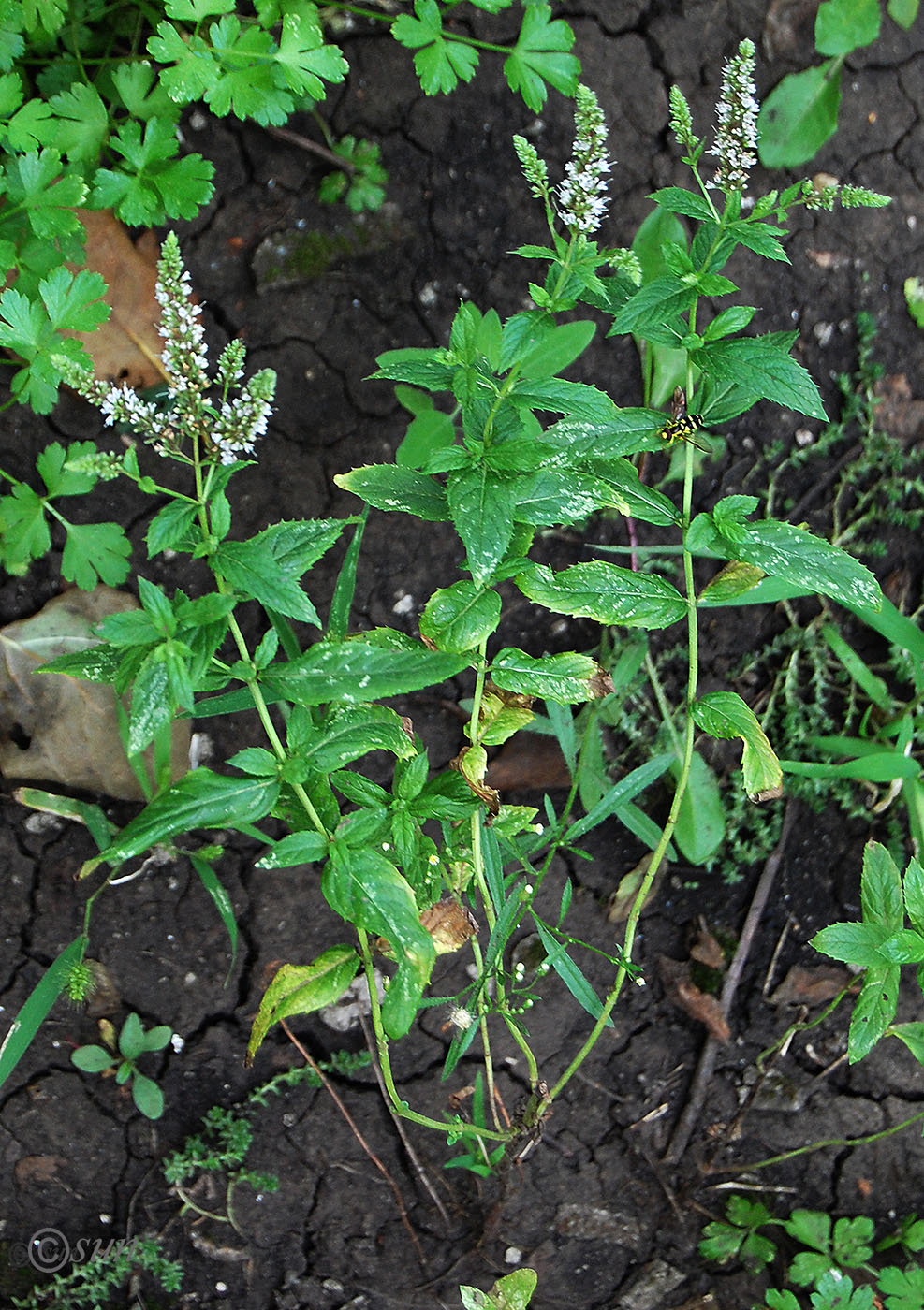 Image of Mentha spicata specimen.
