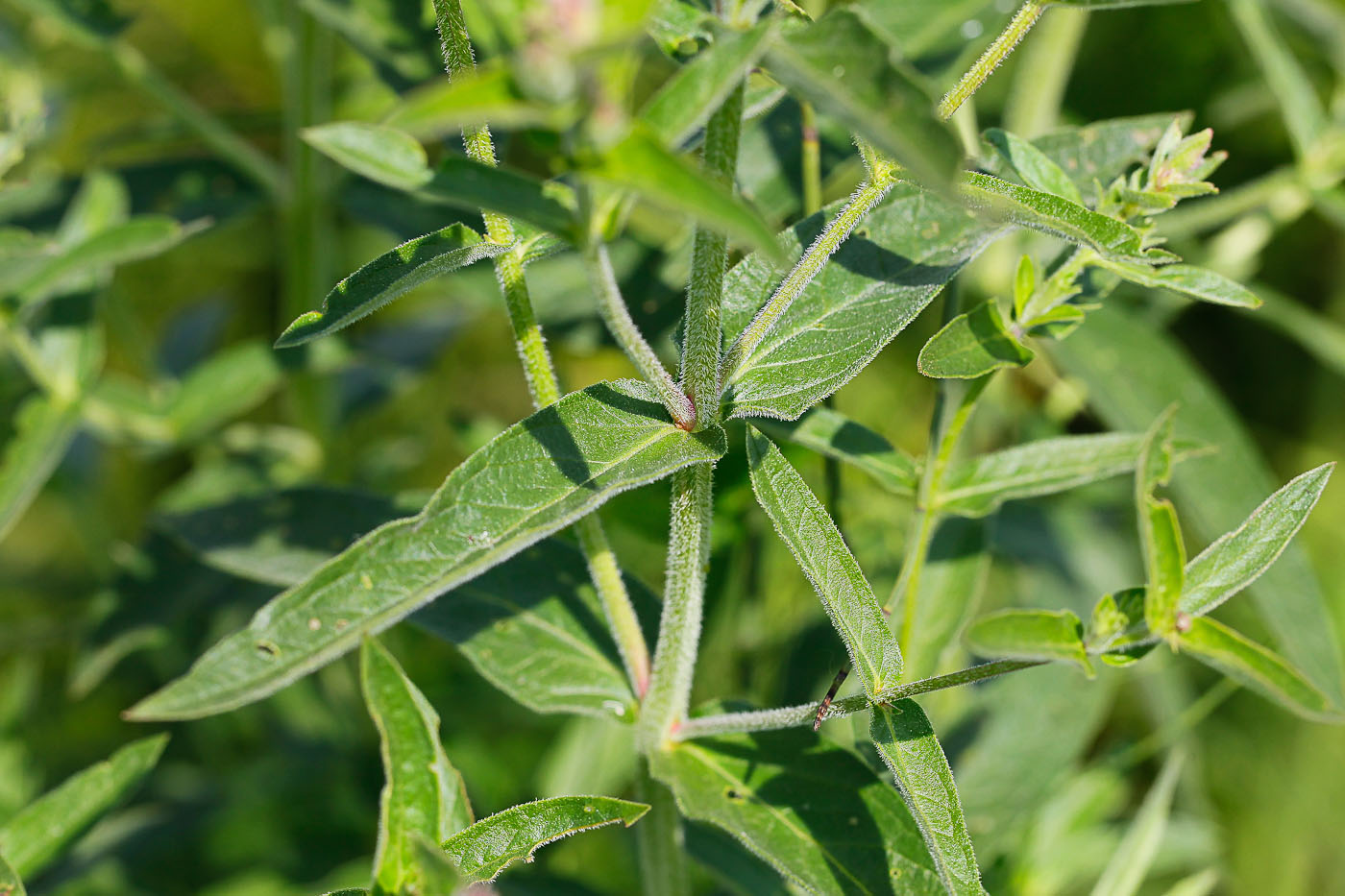 Image of Lythrum salicaria specimen.