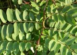 род Robinia