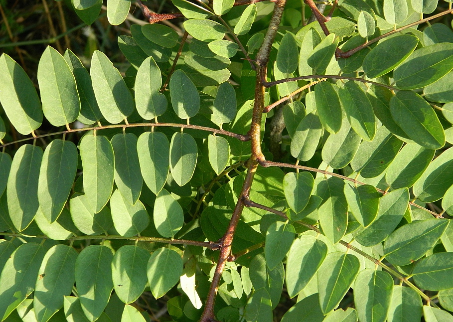 Image of genus Robinia specimen.