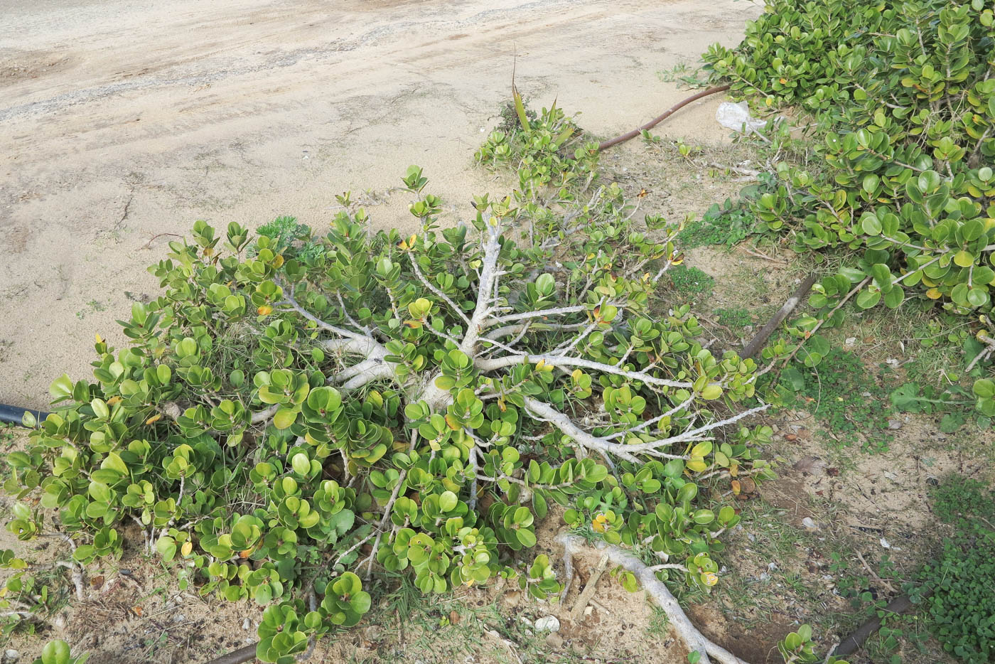 Image of Carissa macrocarpa specimen.