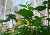 Impatiens noli-tangere