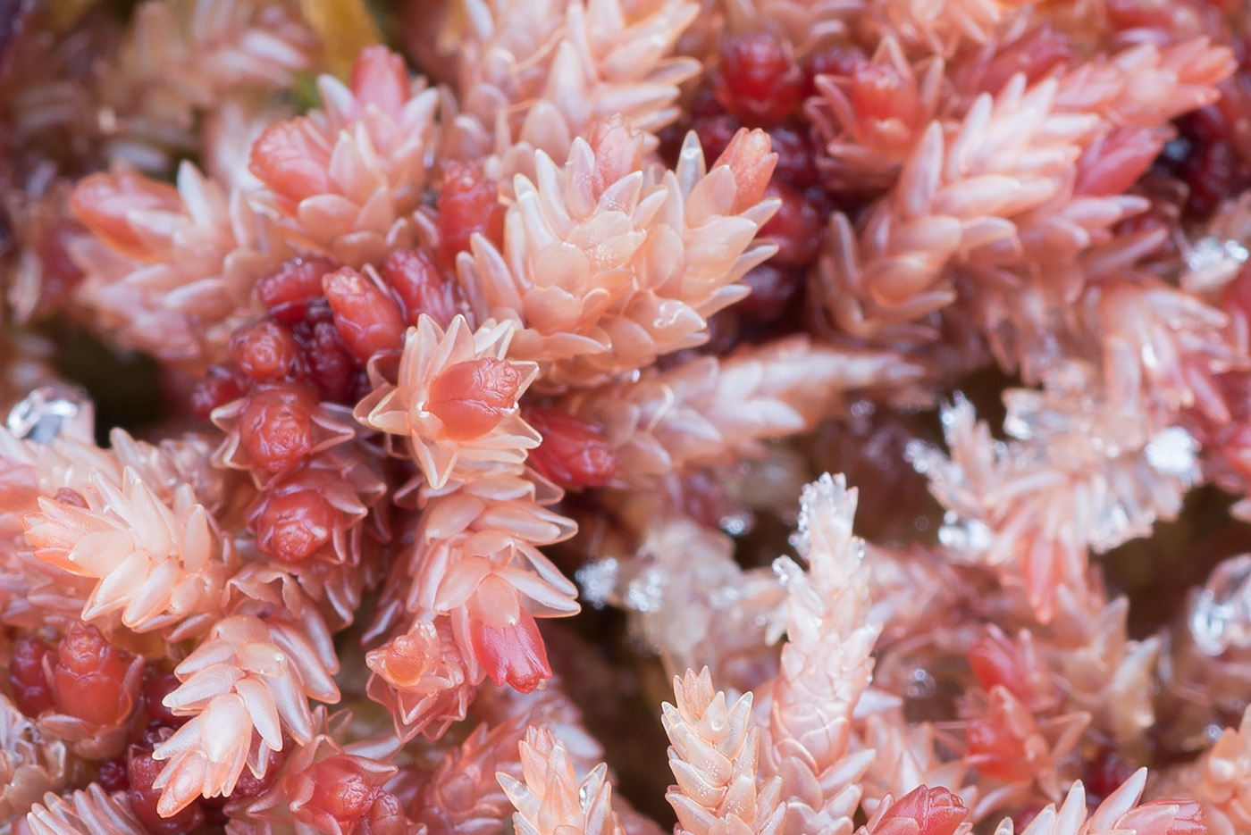 Image of Sphagnum divinum specimen.