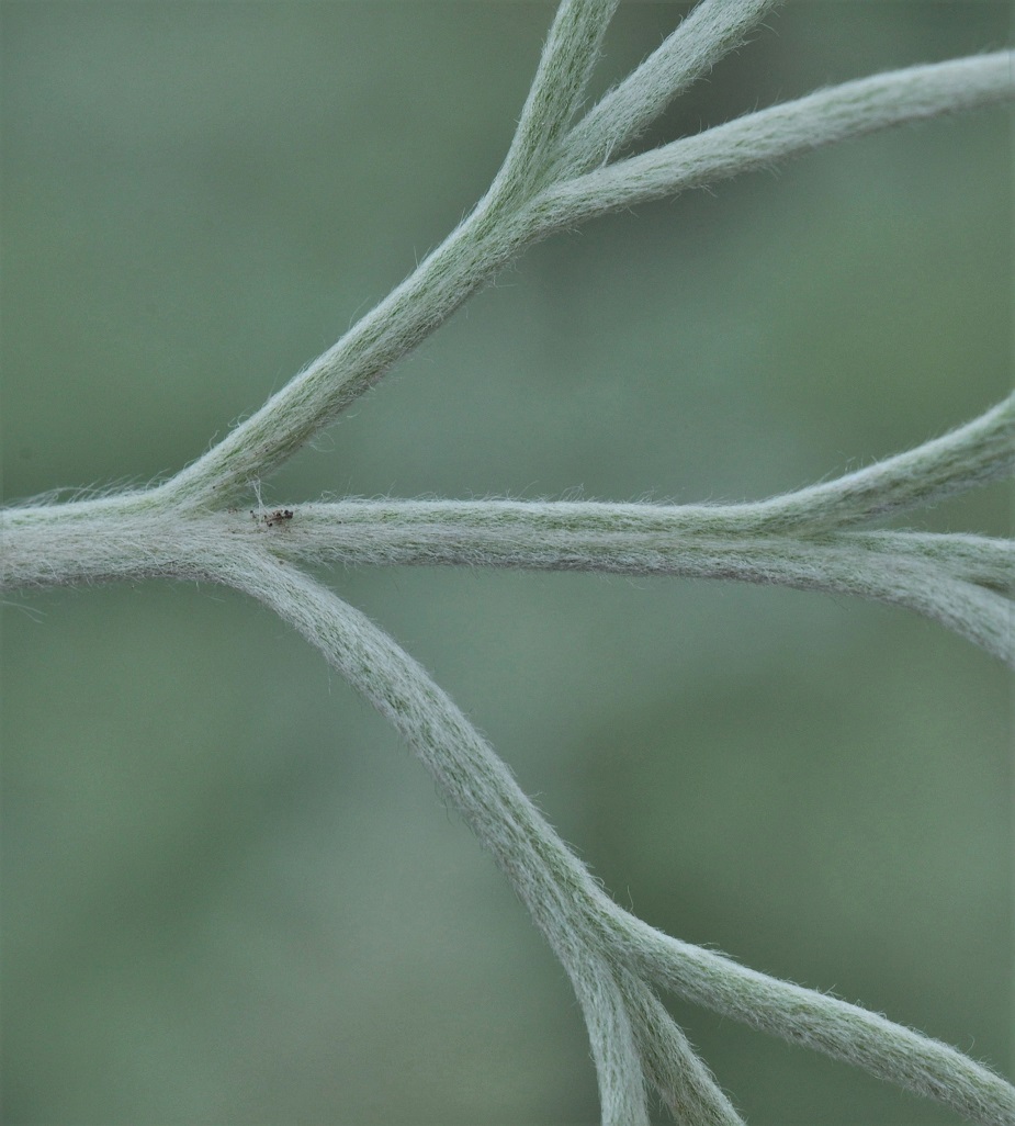 Изображение особи Artemisia schmidtiana.