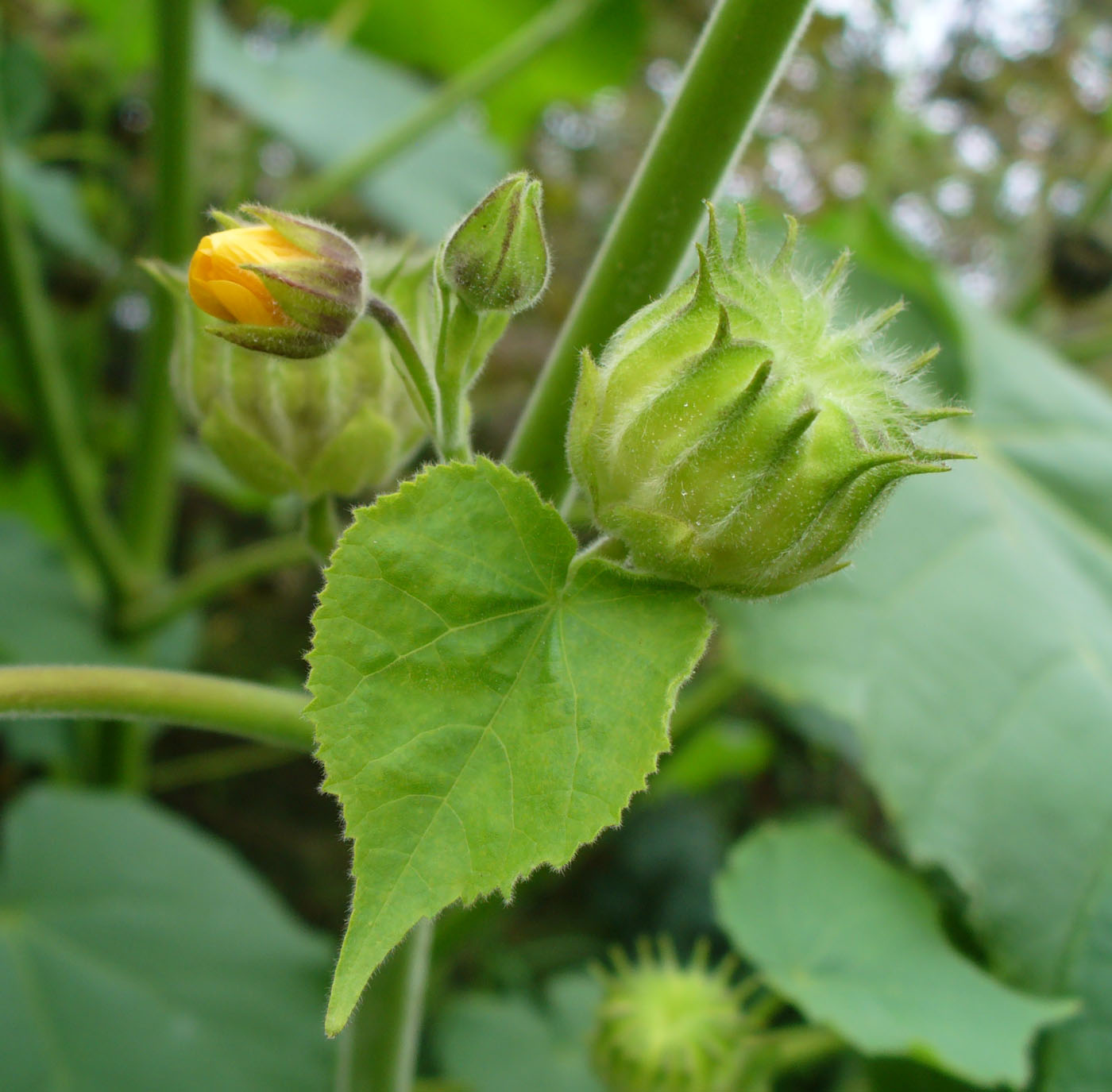 Image of Abutilon theophrasti specimen.