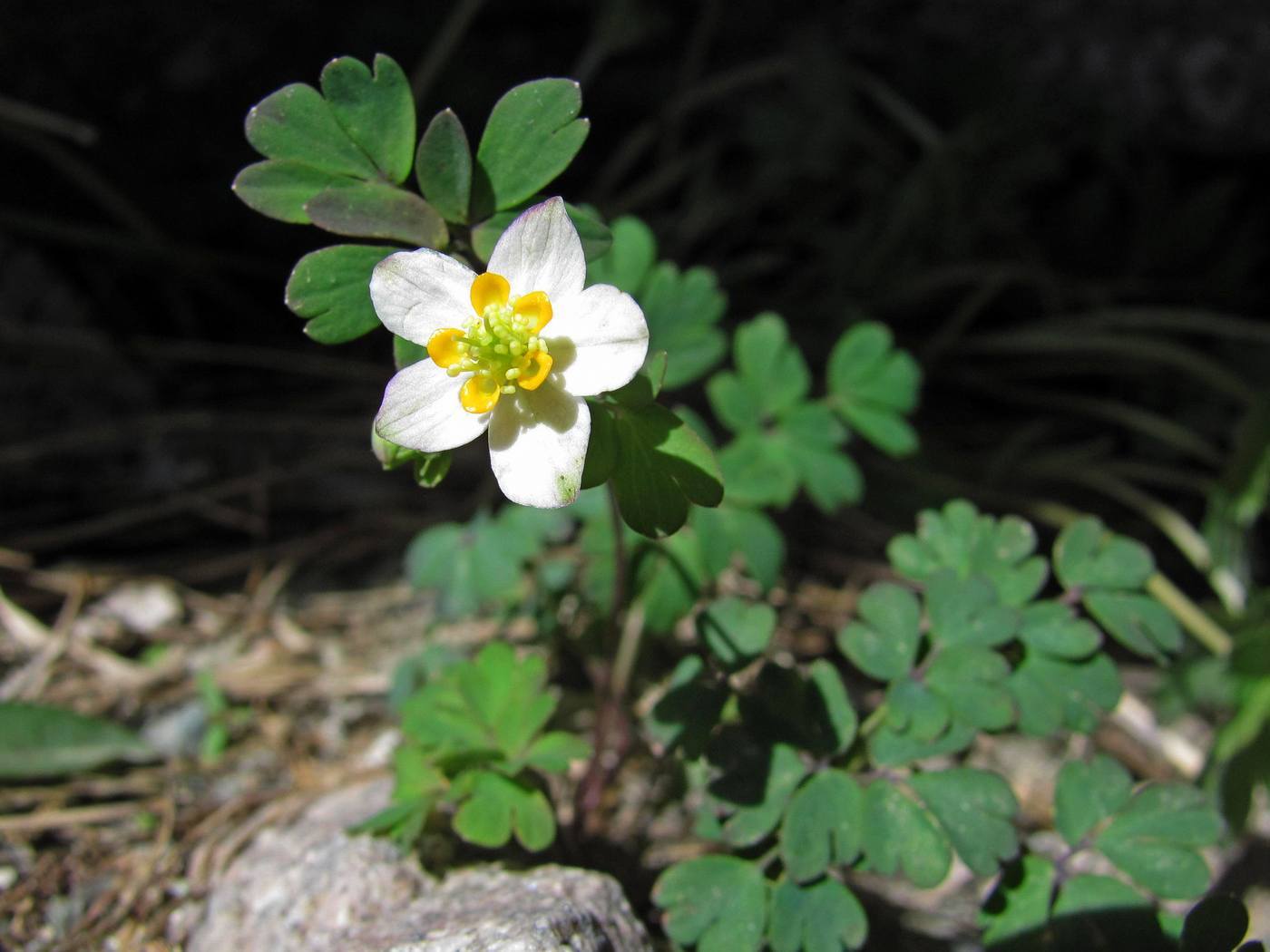 Изображение особи Paropyrum anemonoides.