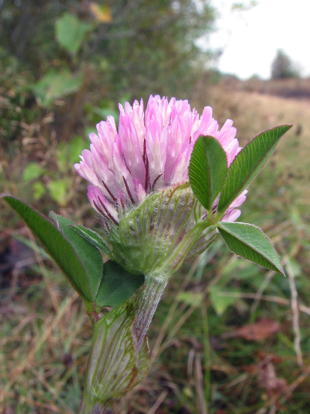 Изображение особи Trifolium pratense.