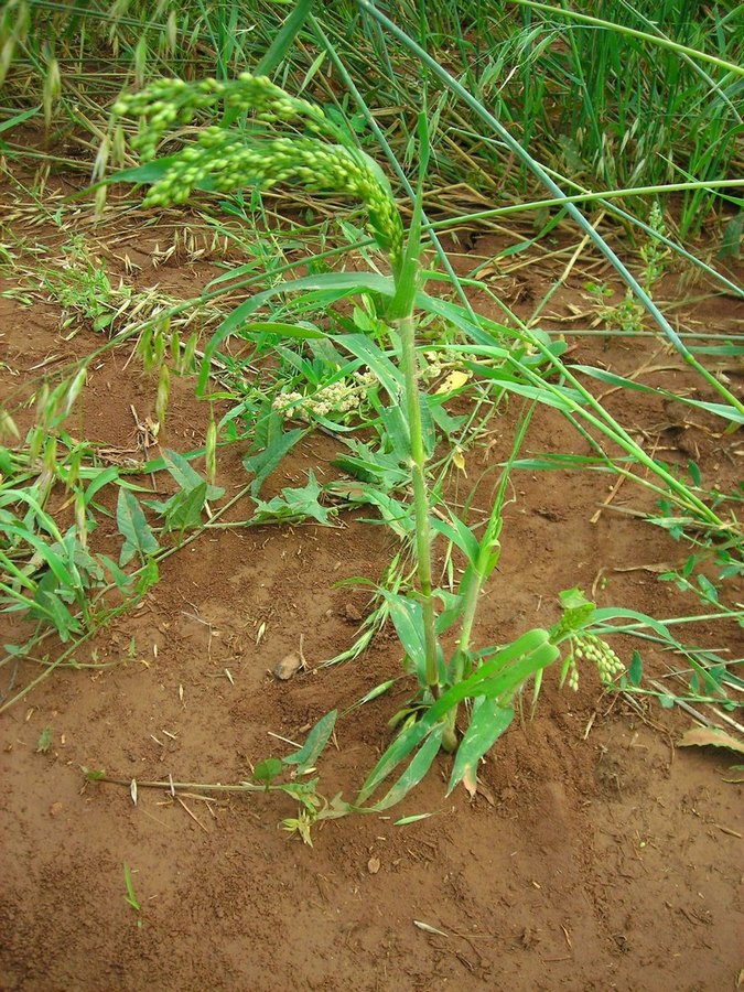 Image of Panicum miliaceum specimen.