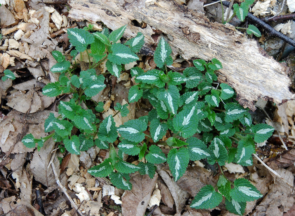 Изображение особи Lamium maculatum.