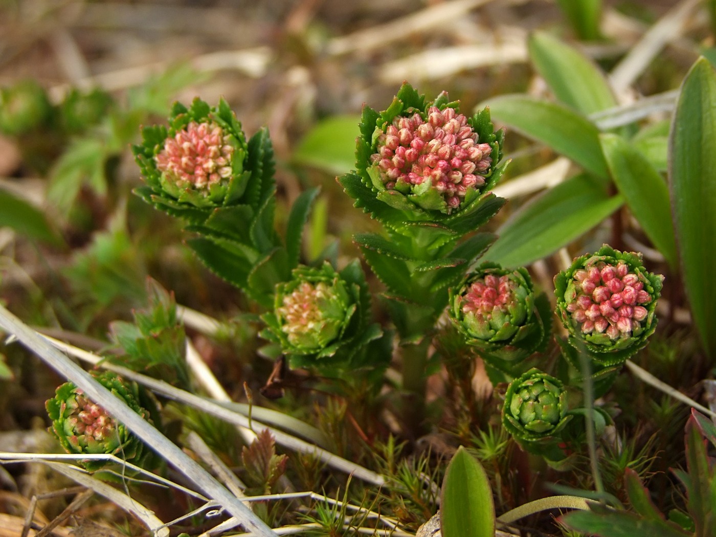 Изображение особи Rhodiola stephanii.