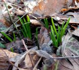 Ornithogalum woronowii