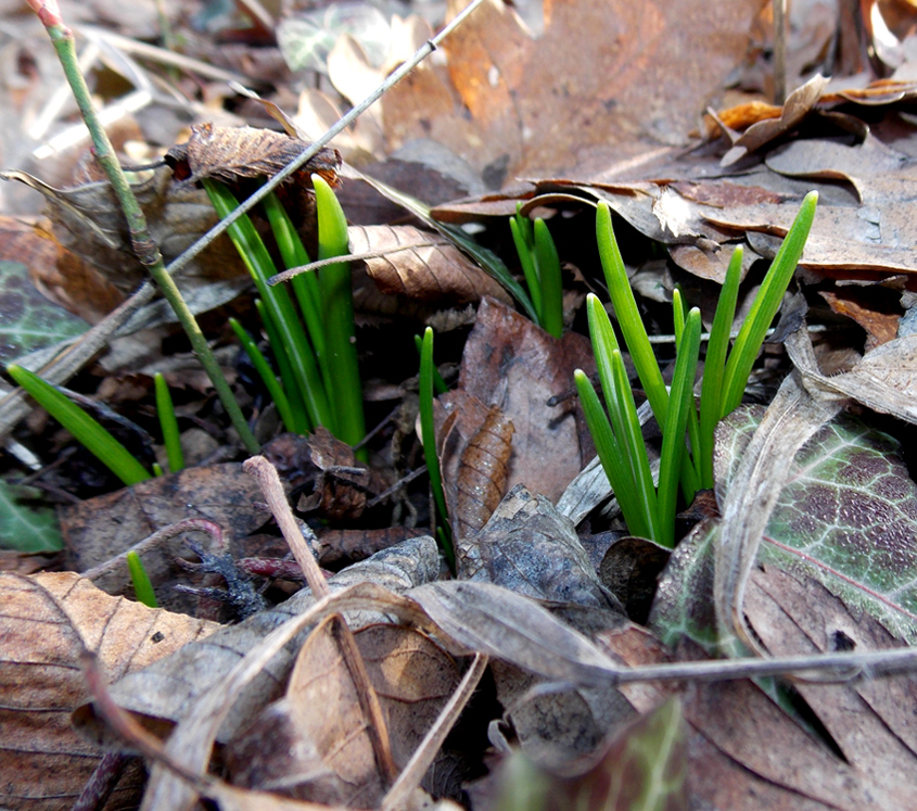 Изображение особи Ornithogalum woronowii.