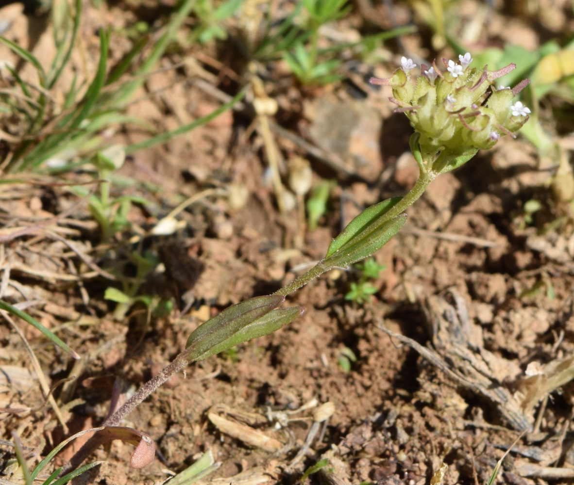 Изображение особи Valerianella cymbaecarpa.