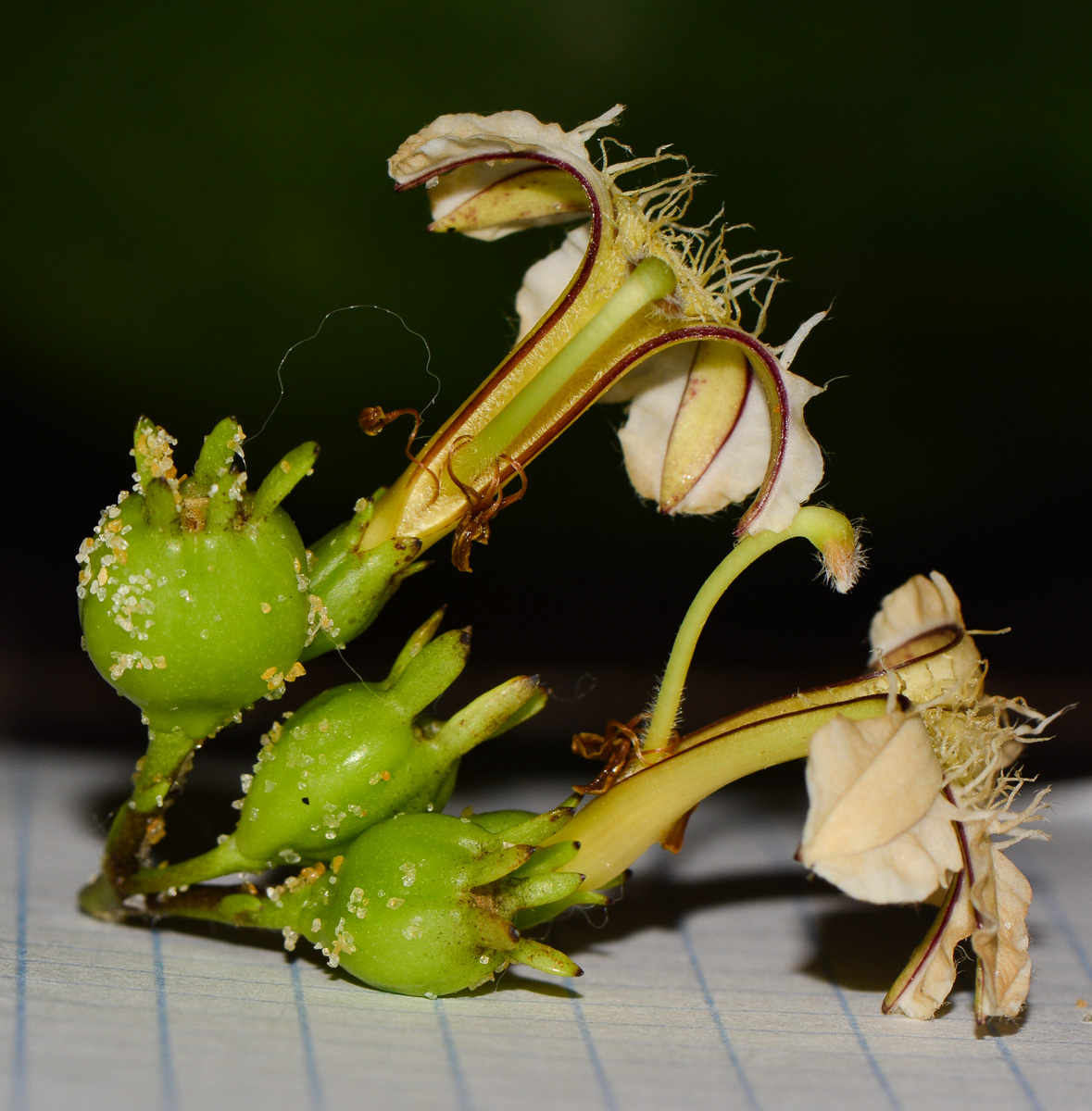 Image of Scaevola taccada specimen.
