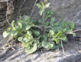 Silene italica