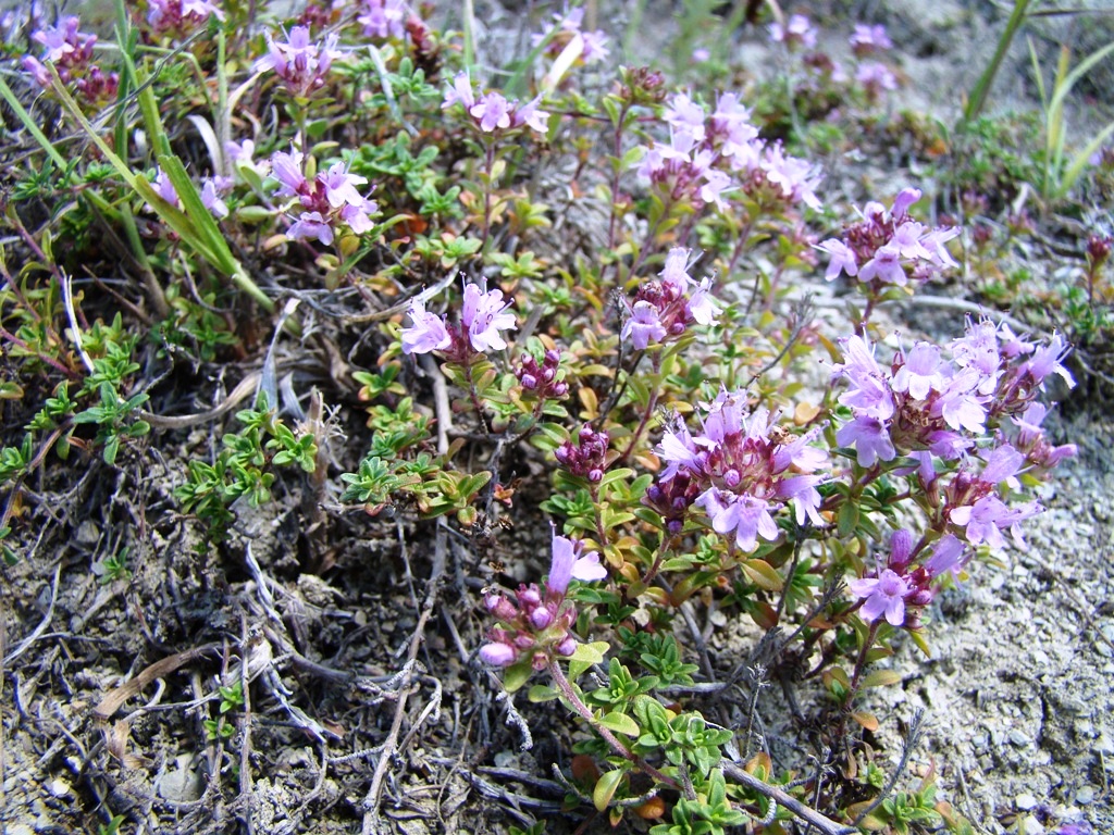 Изображение особи Thymus dubjanskyi.