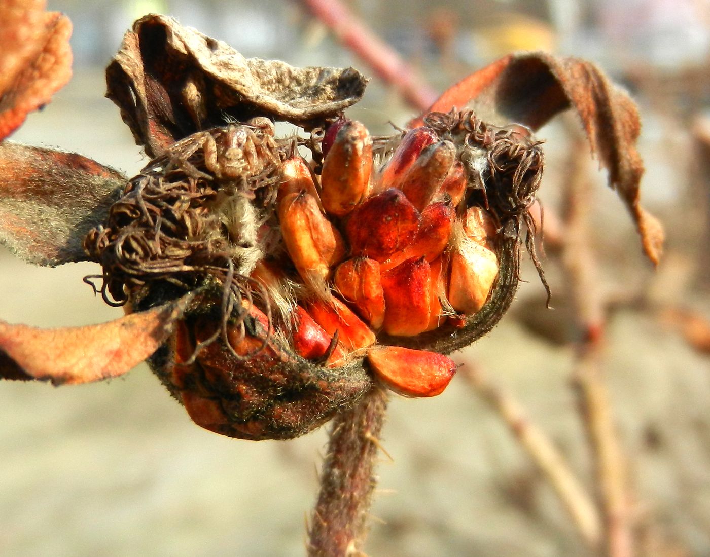 Image of Rosa rugosa specimen.
