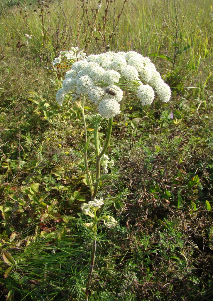 Image of Seseli annuum specimen.