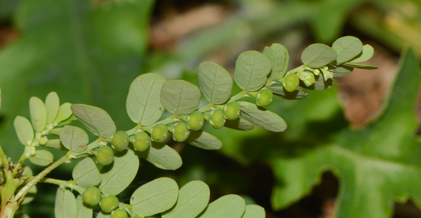 Image of Phyllanthus amarus specimen.