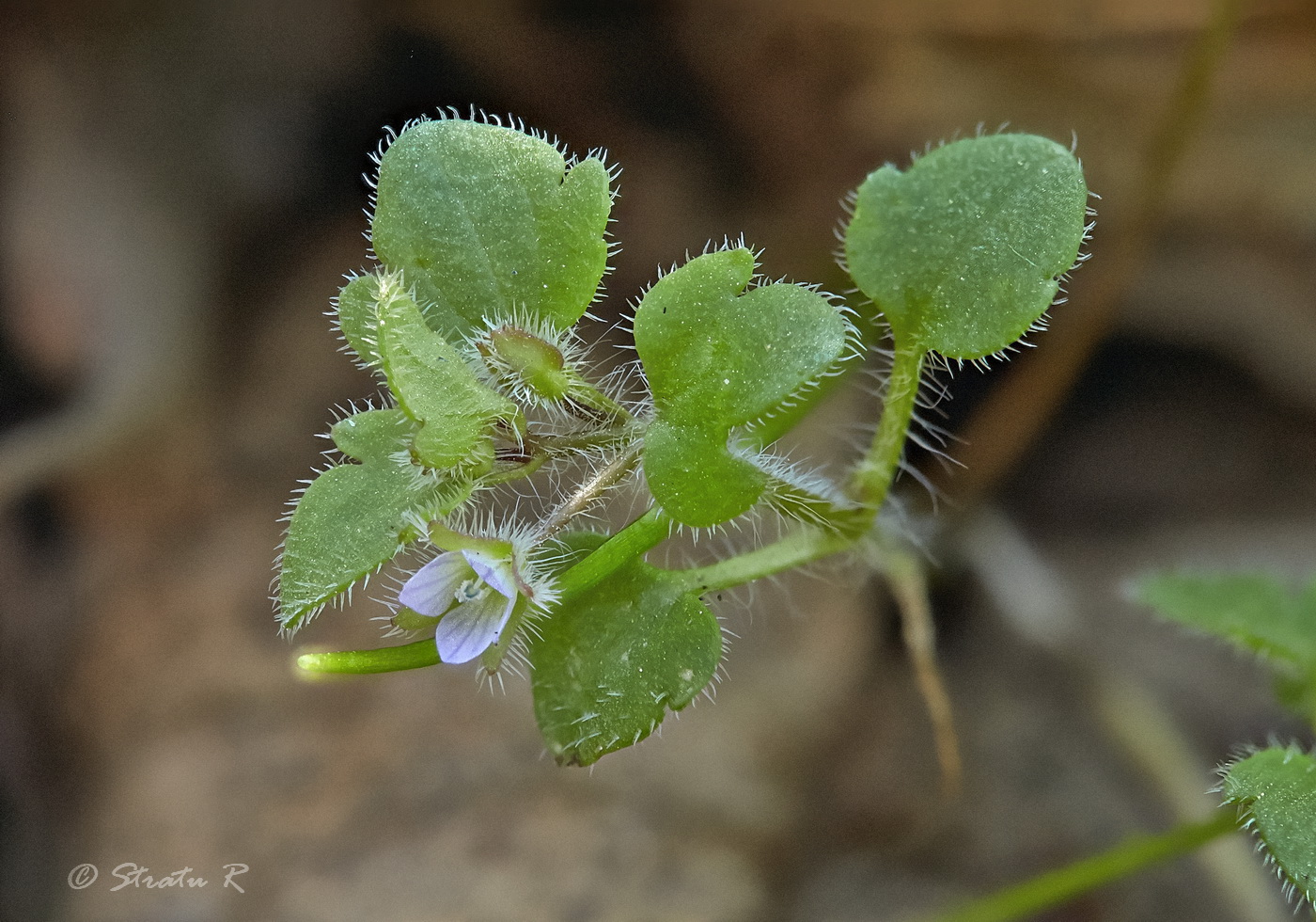 Image of Veronica sublobata specimen.