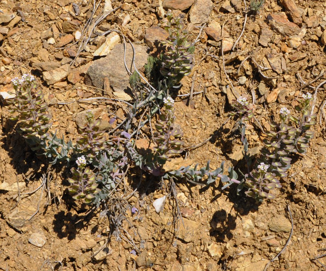 Image of Aethionema saxatile ssp. graecum specimen.