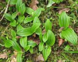 Cypripedium micranthum