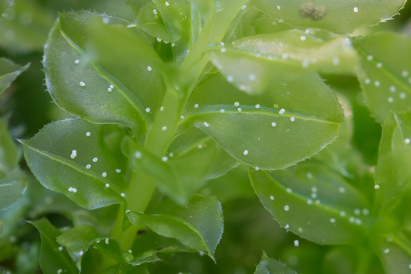 Изображение особи Plagiomnium cuspidatum.