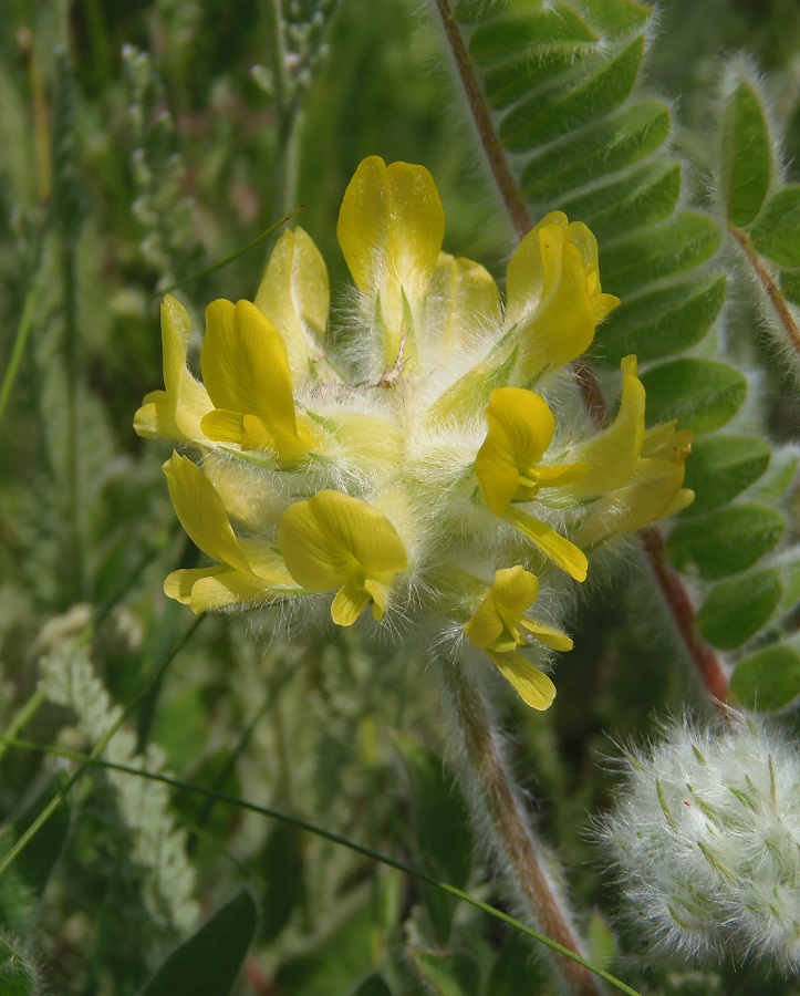 Изображение особи Astragalus dasyanthus.