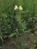 Galeopsis segetum. Цветущее растение. Нидерланды, провинция Gelderland, община Wijchen, сорное в посевах зерновых. 12 июня 2010 г.