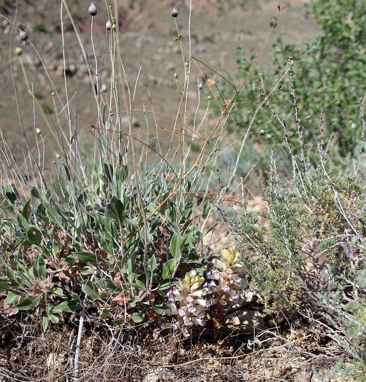 Image of Orobanche amoena specimen.