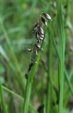 Melica nutans