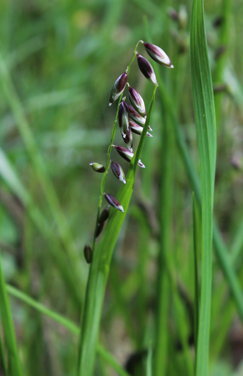 Image of Melica nutans specimen.