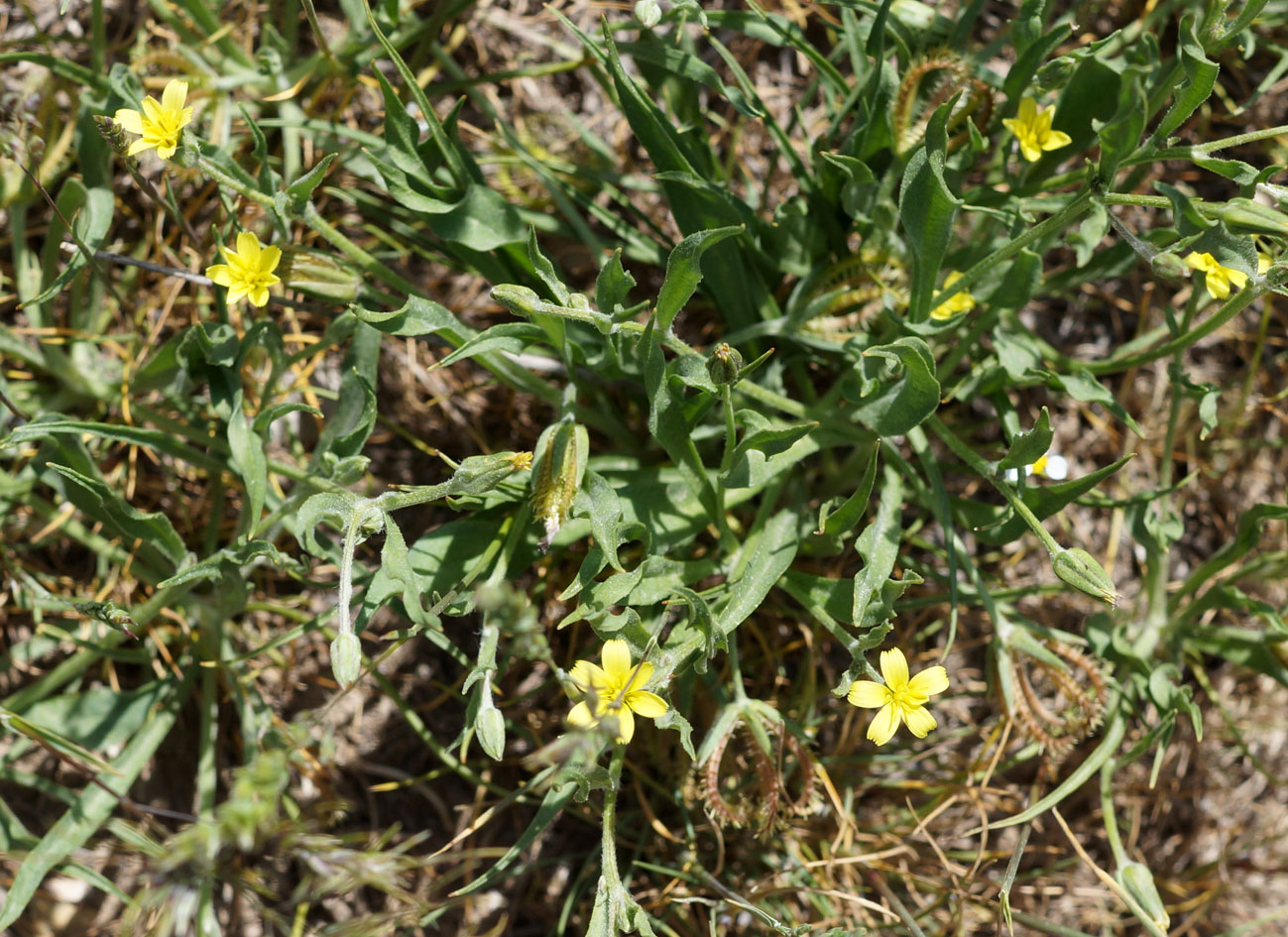 Изображение особи Koelpinia linearis.