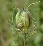 Nigella damascena