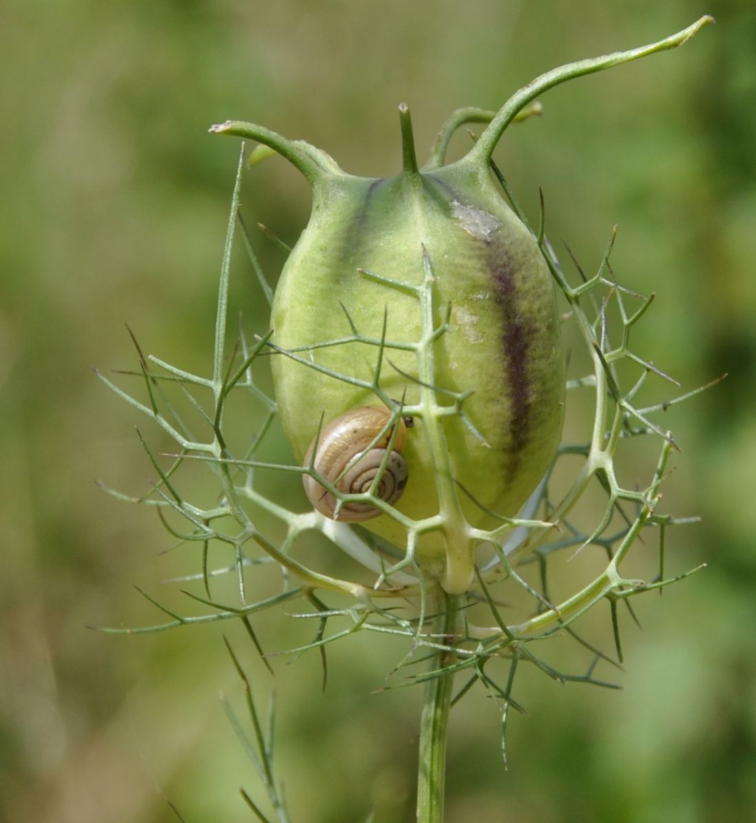 Image of Nigella damascena specimen.