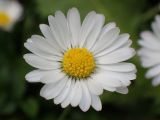 Bellis perennis